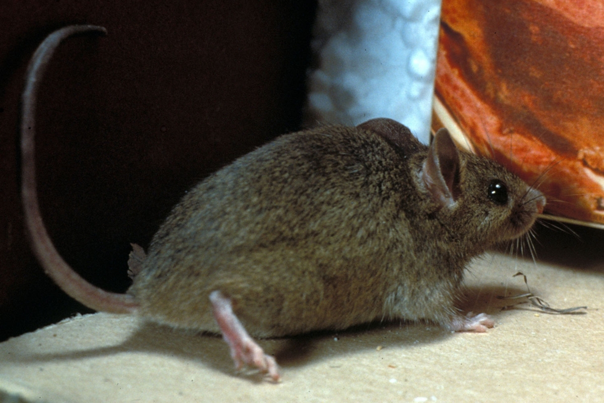 Phylum of a sale mouse