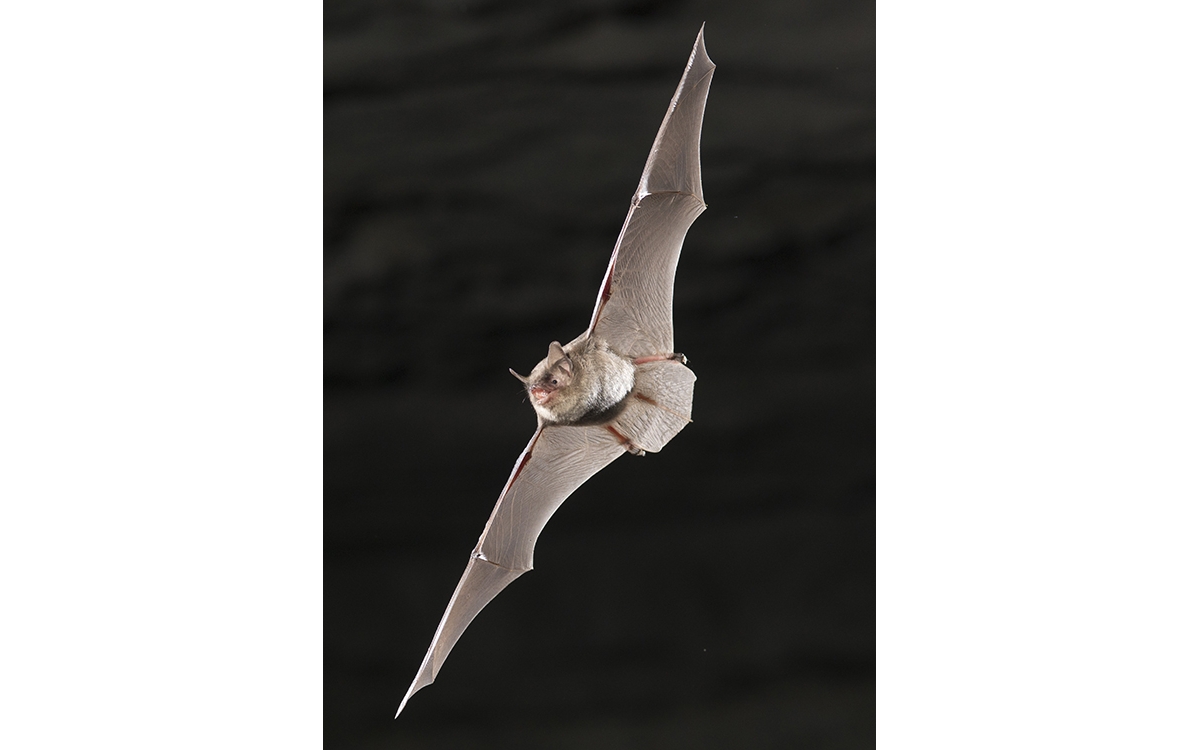 Indiana Bat Endangered Species