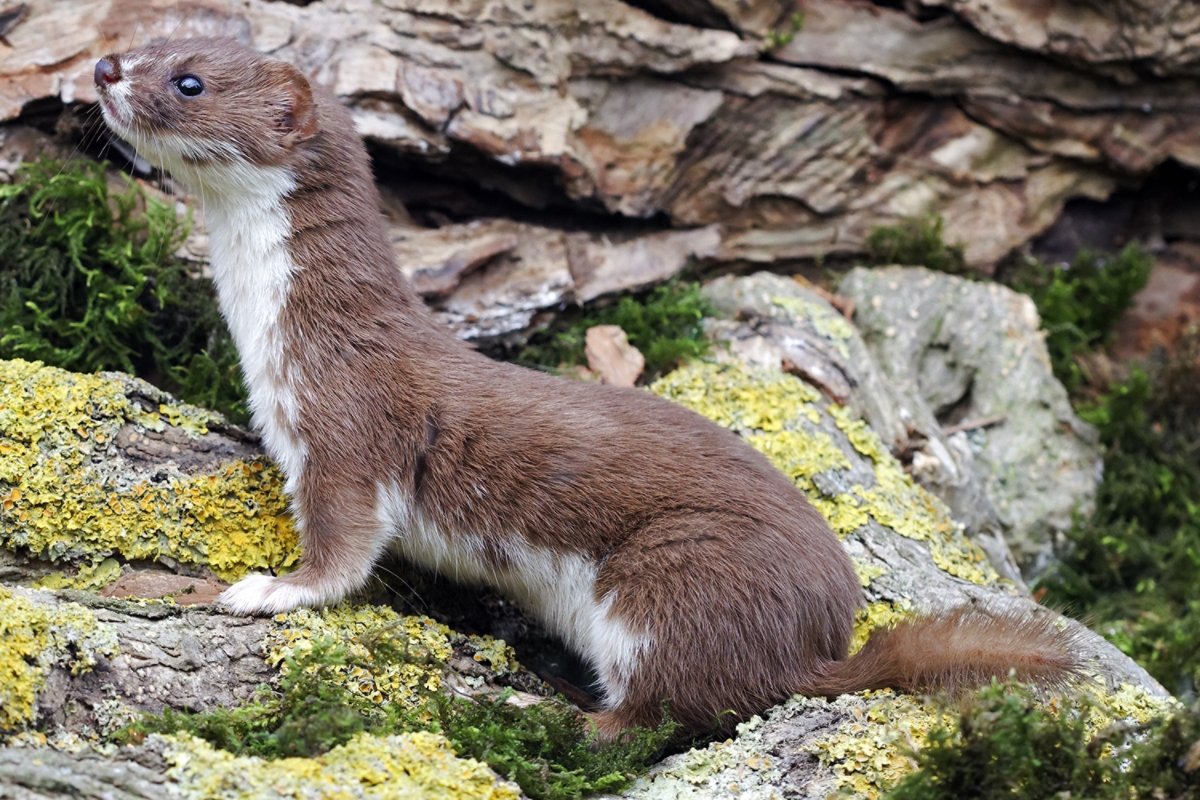 least weasel