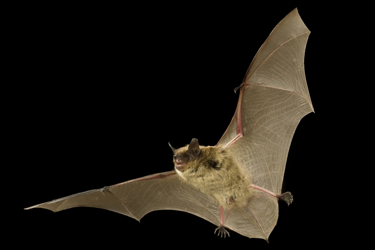 myotis lucifugus size