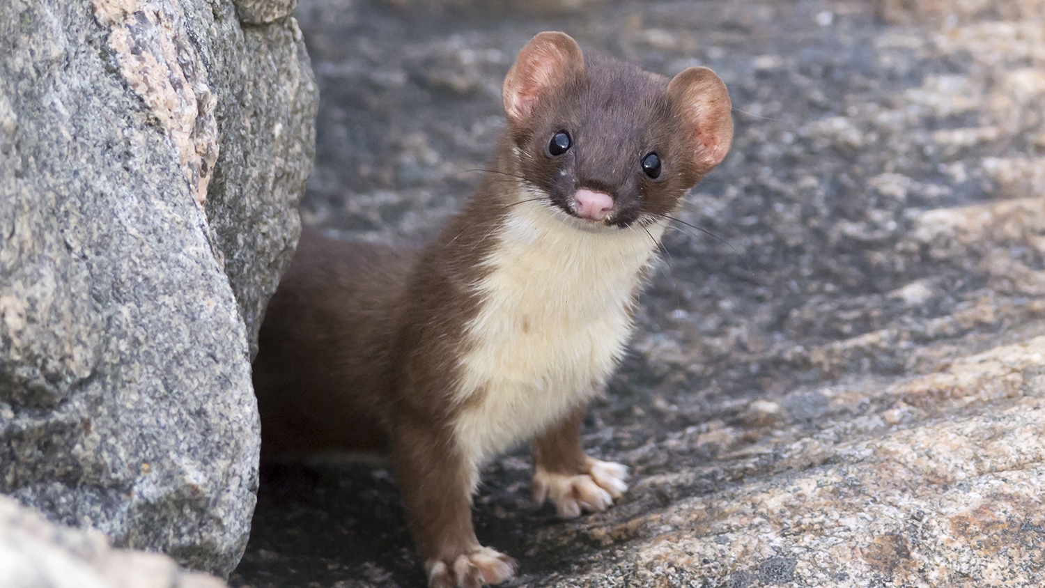Long-tailed Weasel pops out from hiding place in dike