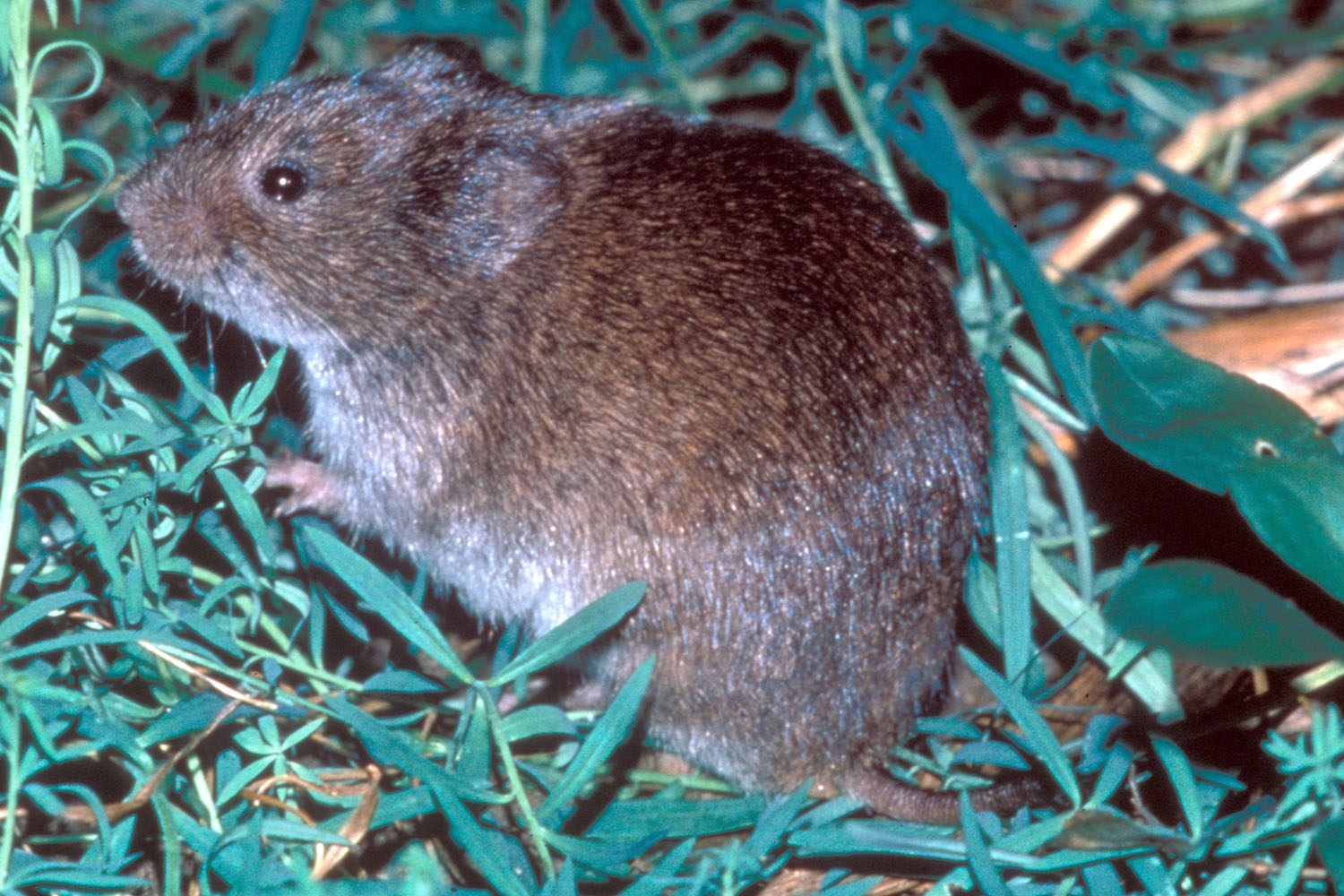 WAWMMeadowVole-MM.jpg