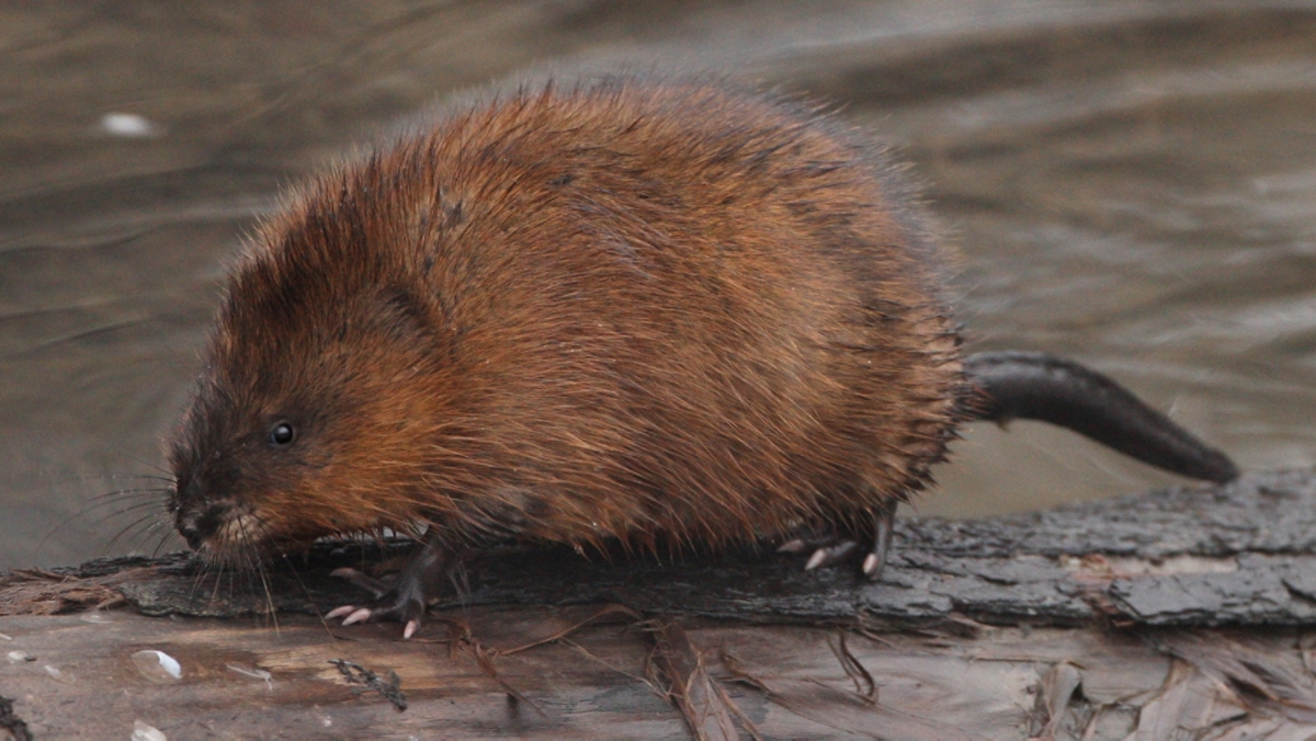 Muskrat Vs Beaver: Key Differences Explained A-Z Animals, 55% OFF