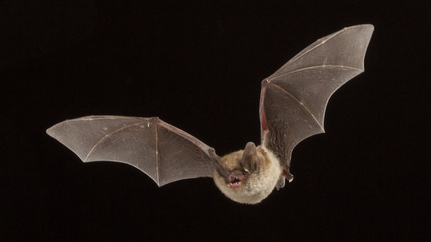Male northern long-eared myotis (Myotis septentrionalis) photographed in the Cherokee National Forest, Tennessee. (digital composite)