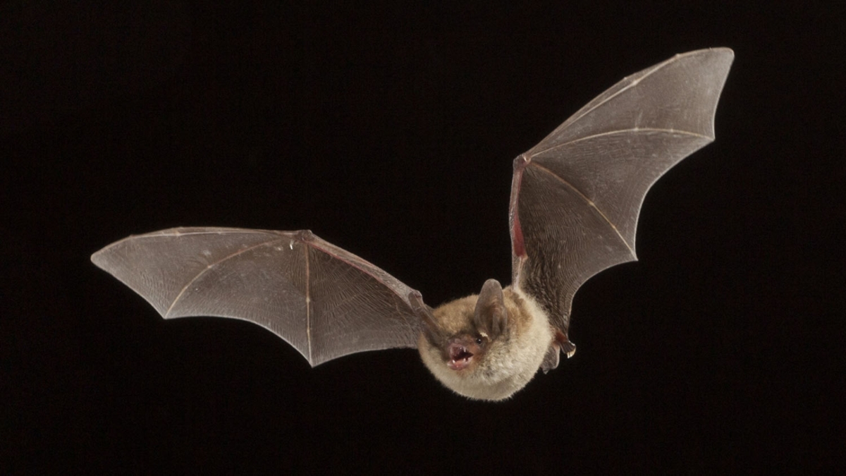 Northern Long-Eared Bat