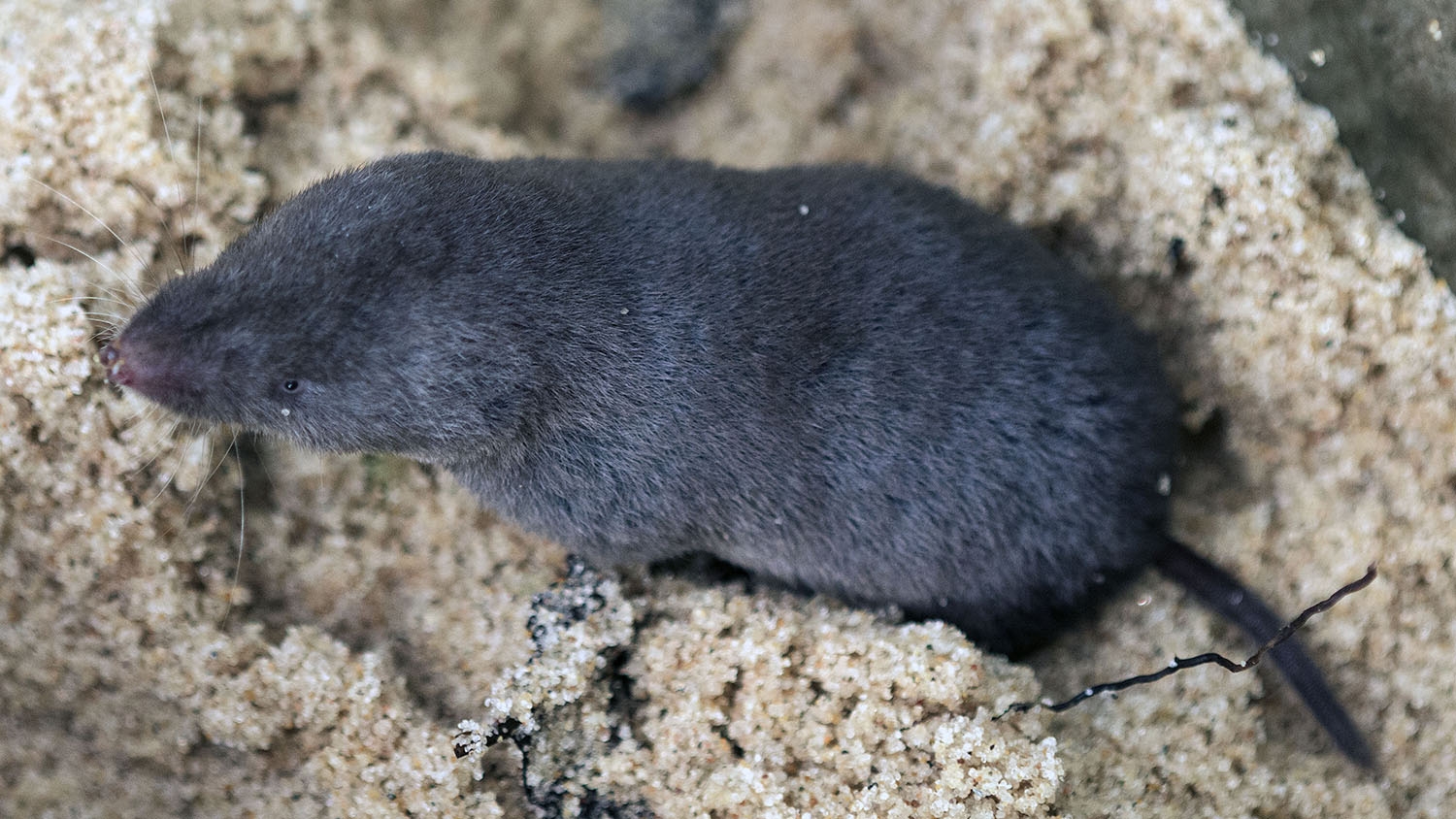 northern long-tailed shrew