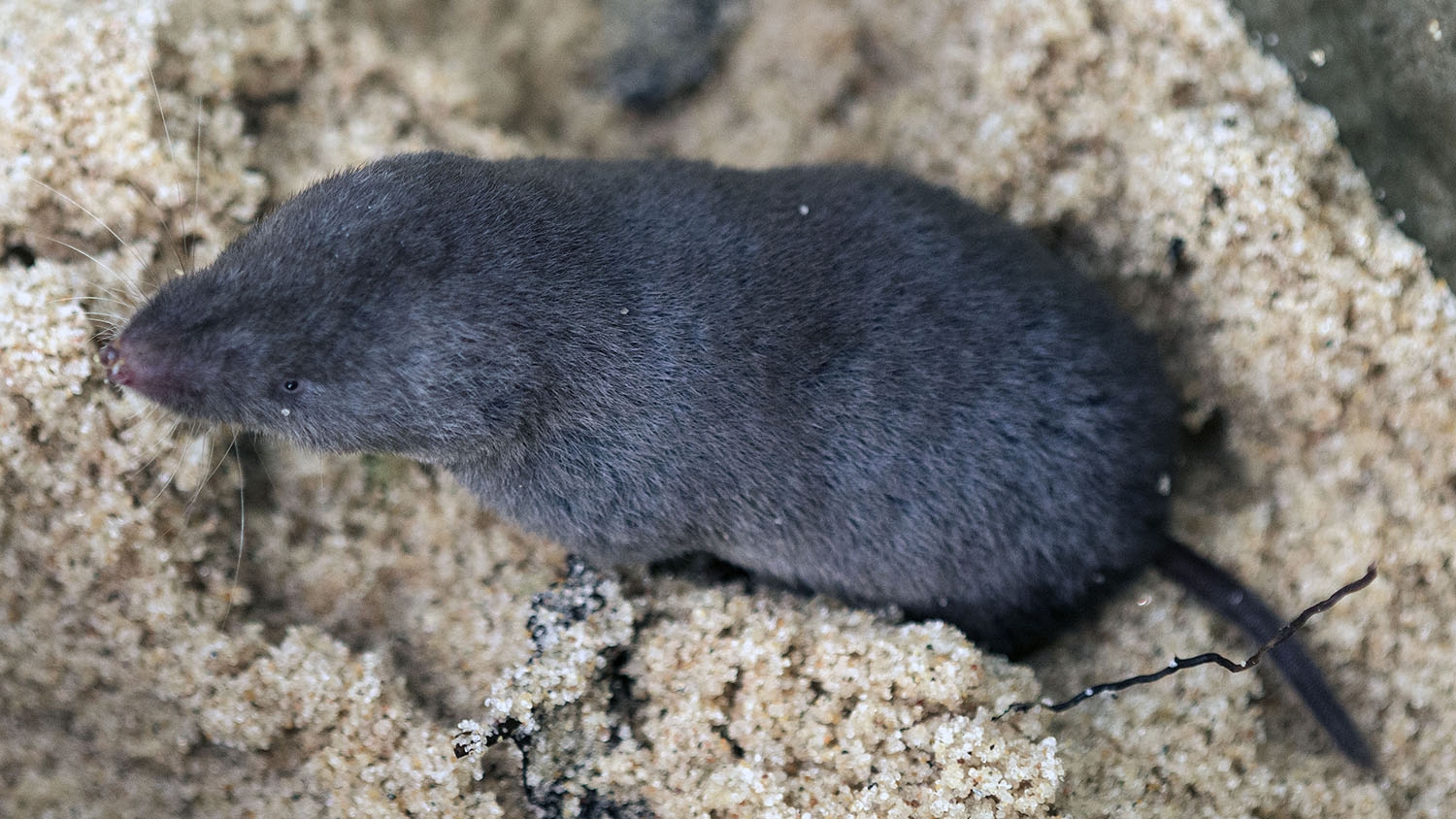 WAWMNorthernShorttailedShrew-MM.jpg