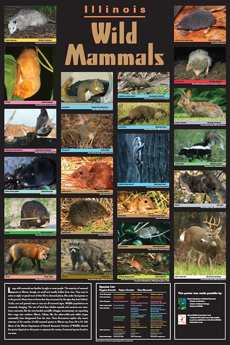 Illinois mammals poster