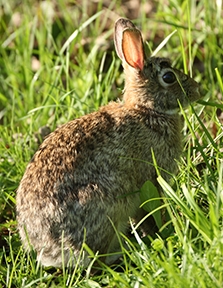 rabbit