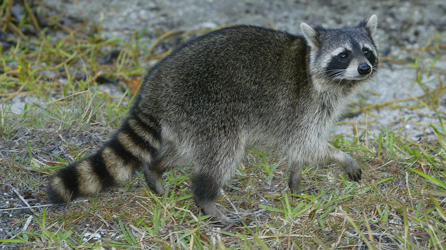 raccoon