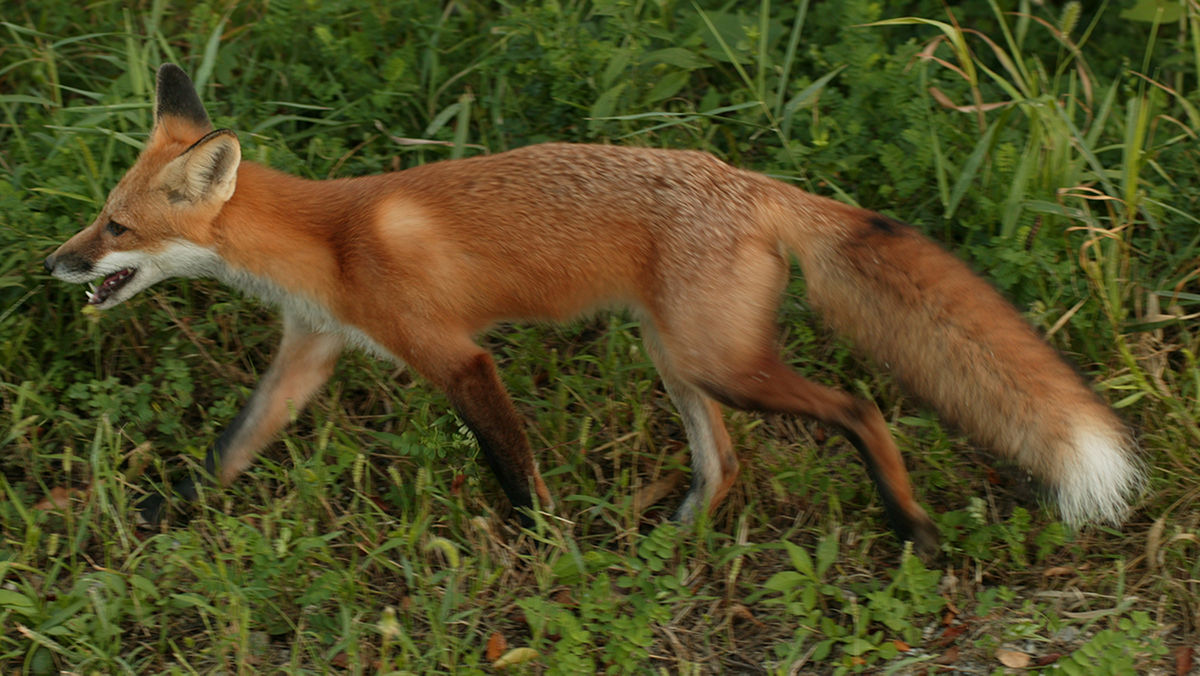 Fox Fox
