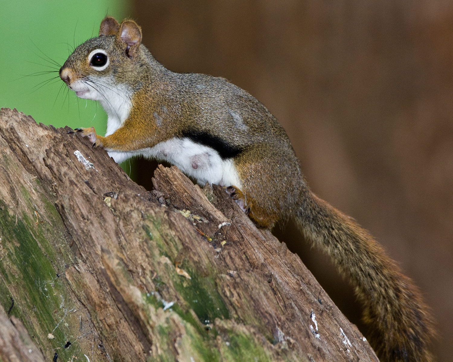 red squirrel