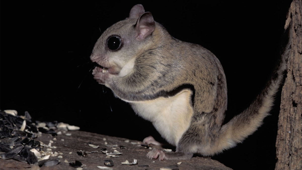 How can You Kill A Flying Squirrel?