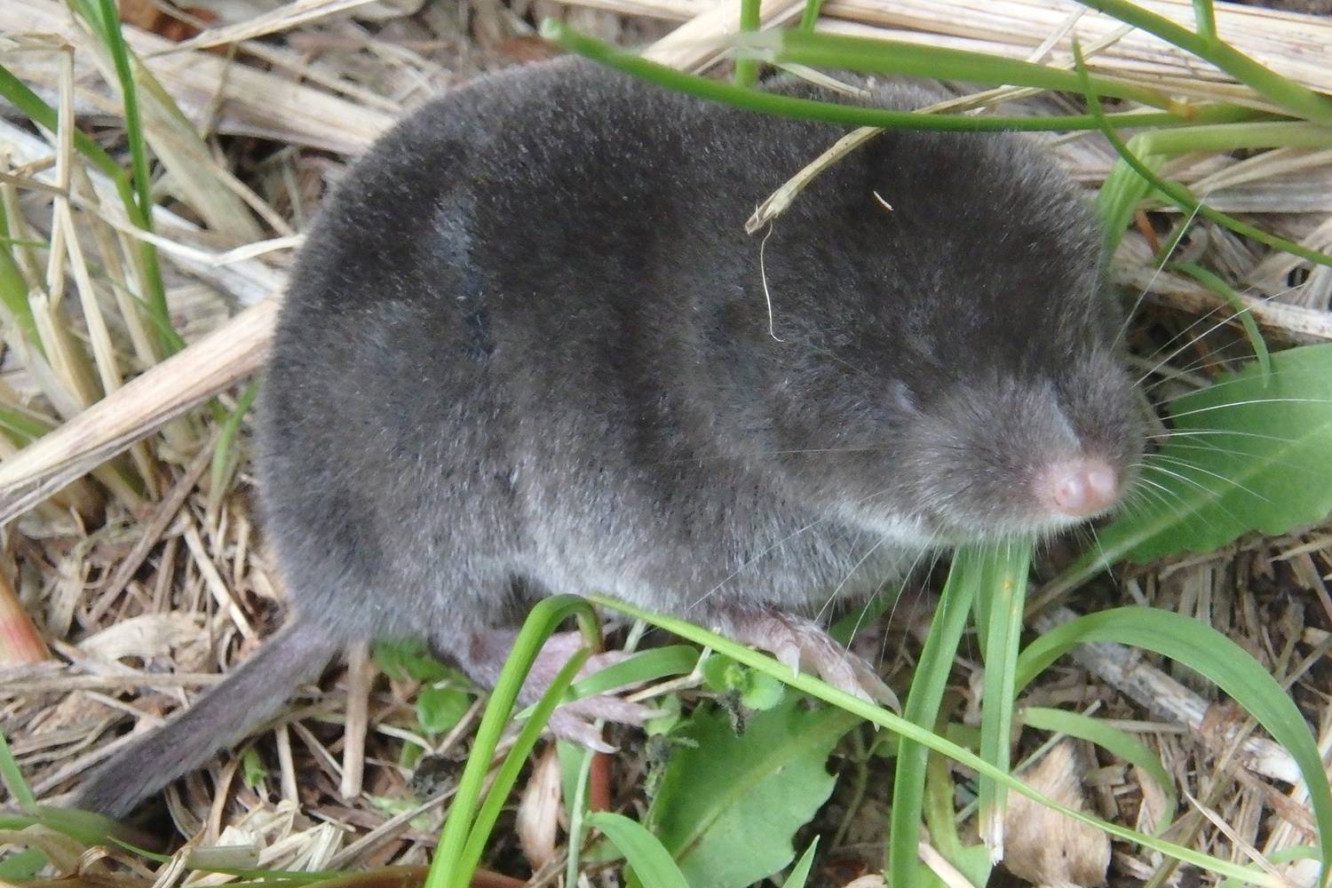 southern short-tailed shrew (Blarina carolinensis)