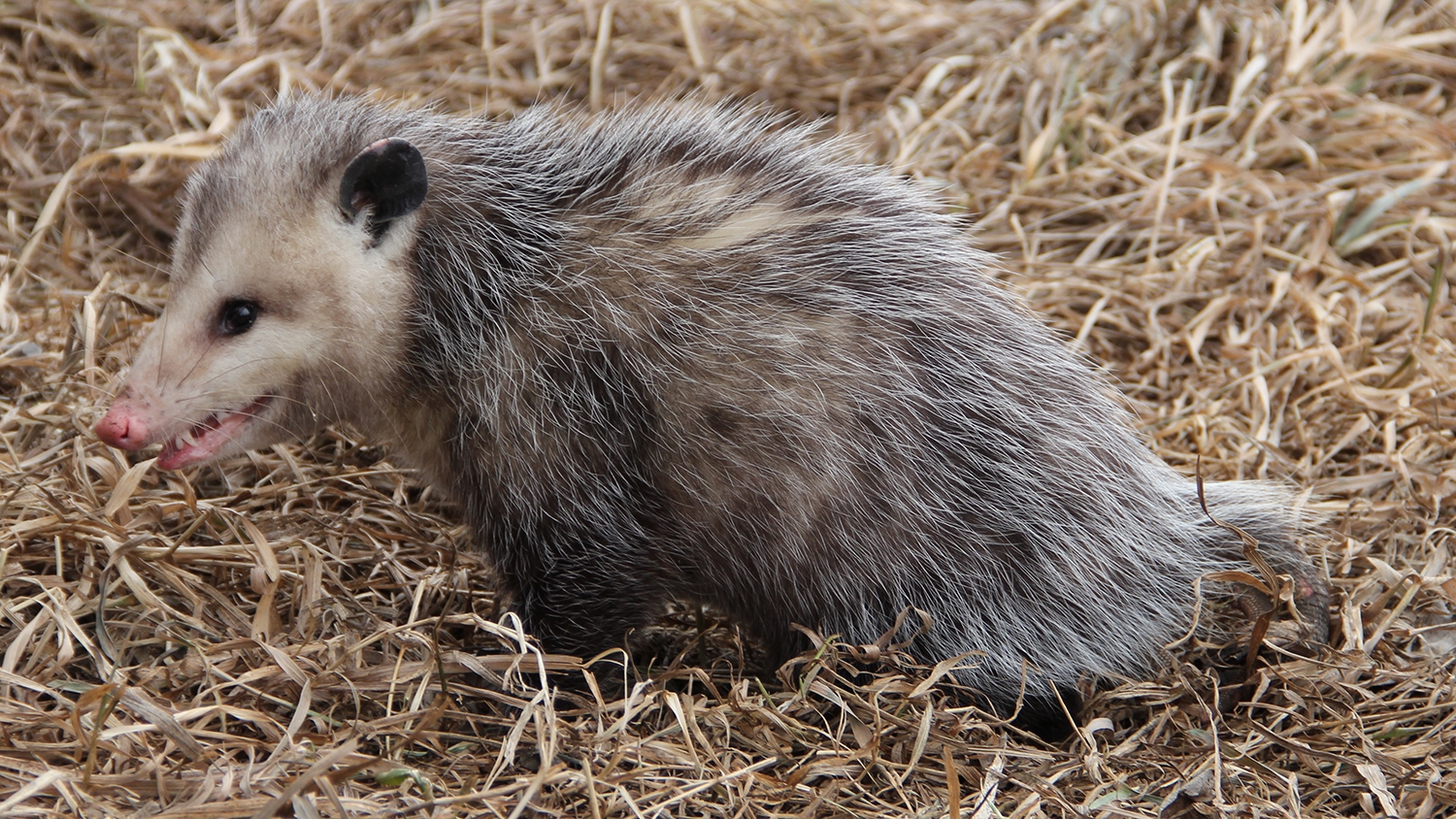 virginia opossum