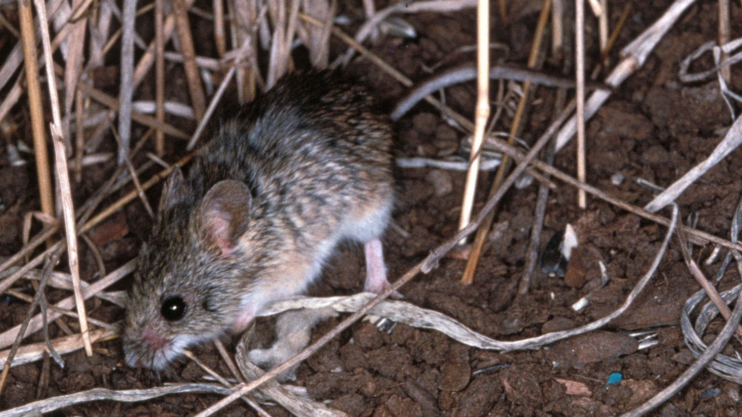 WAWMWesternHarvestMouse-MM.jpg