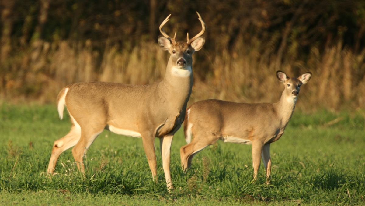 female white tailed deer with antlers