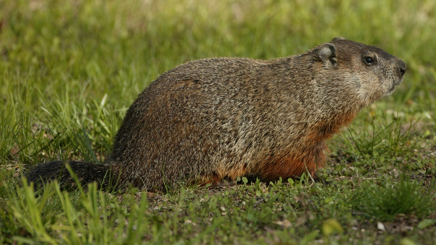 woodchuck