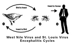 westnile image