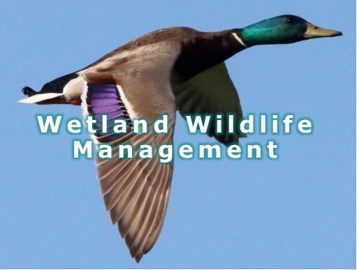 Wetland Wildlife Management