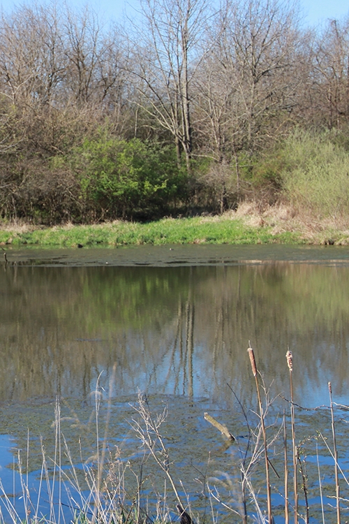 pond image