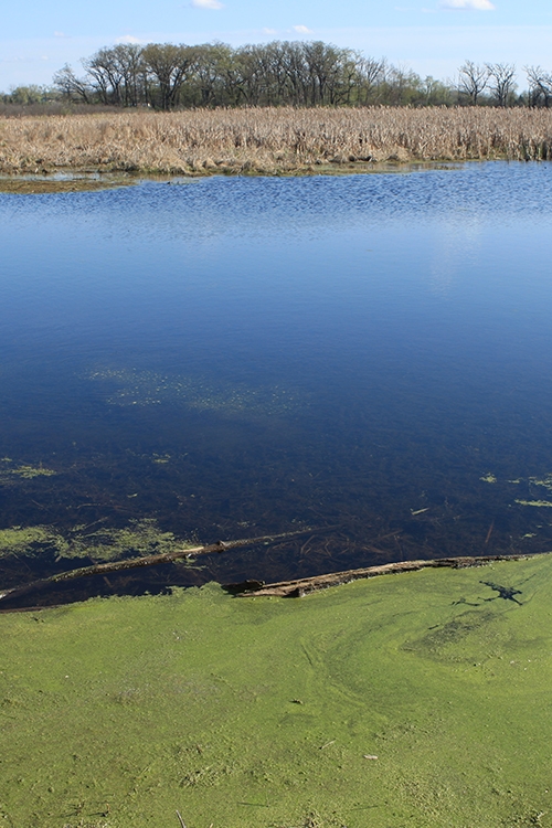 Volo Bog