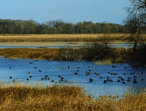 Wetlands