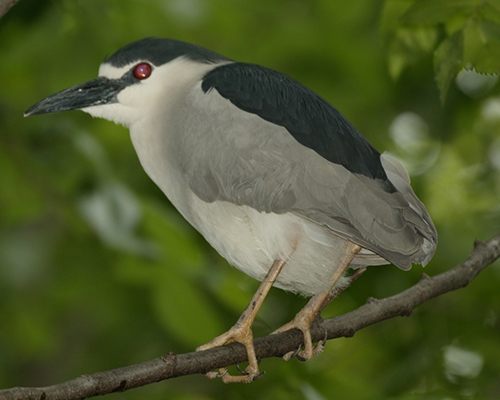 black-crowned night-heron (Nycticorax nycticorax)