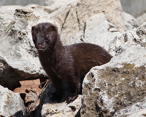 American mink (Mustela vison)