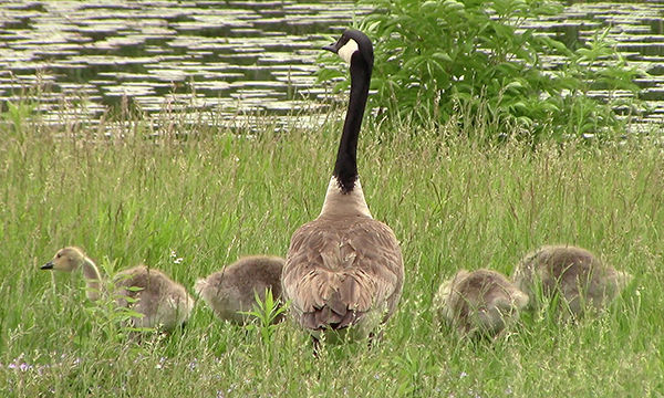 William W. Powers State Recreation Area Il