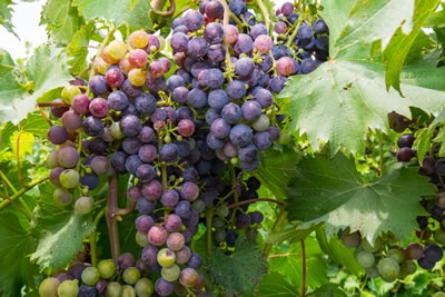 Wine Grapes