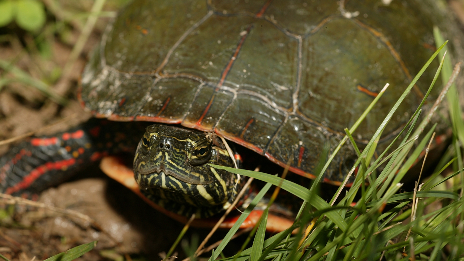 painted turtle