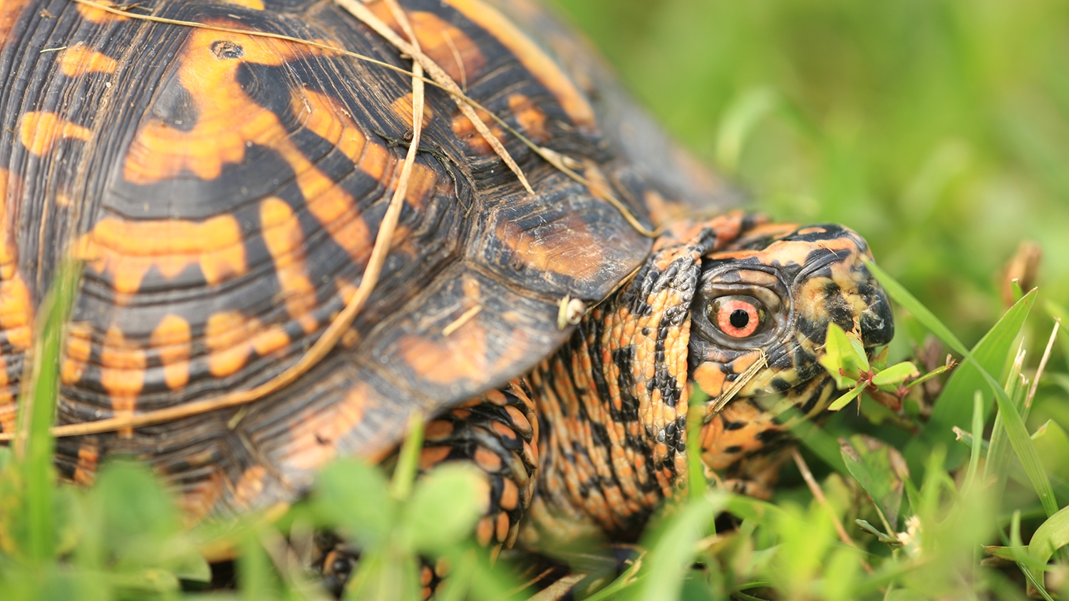 eastern box turtle