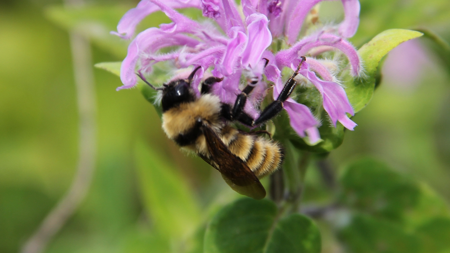 bumble bee on wild bergamot
