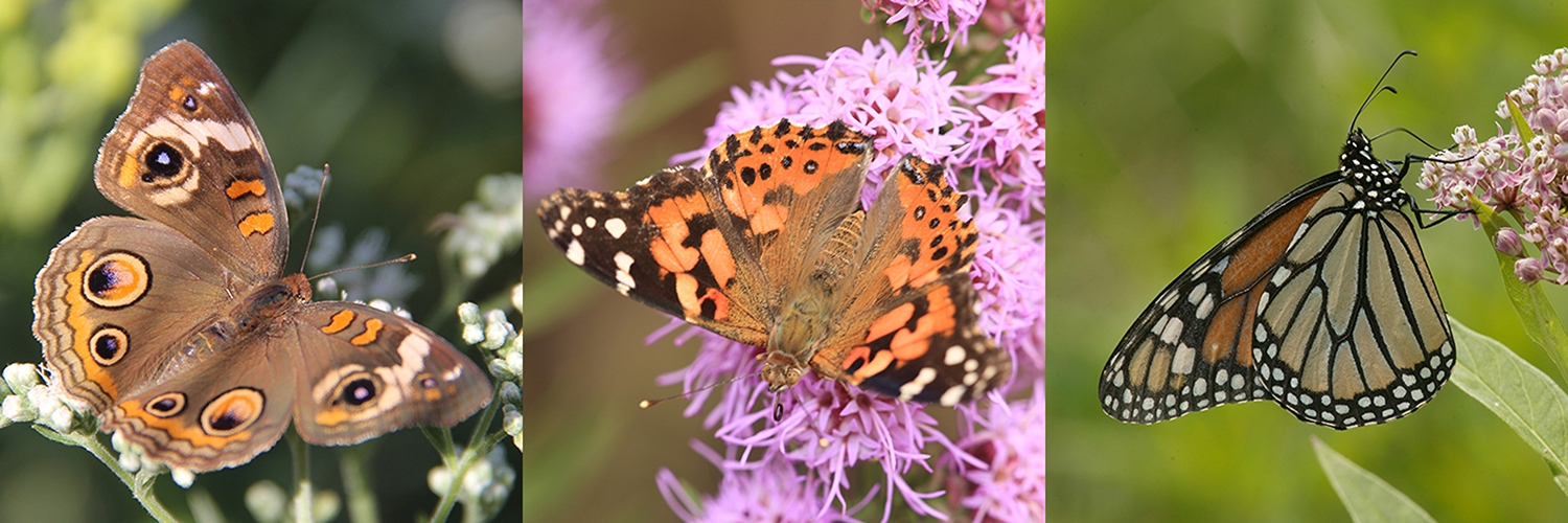 buckeye, painted lady, monarch