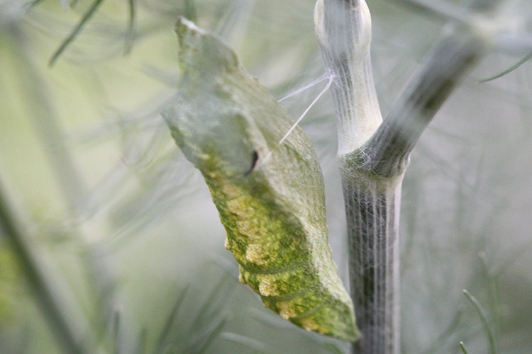 black swallowtail larva attached to dill plant