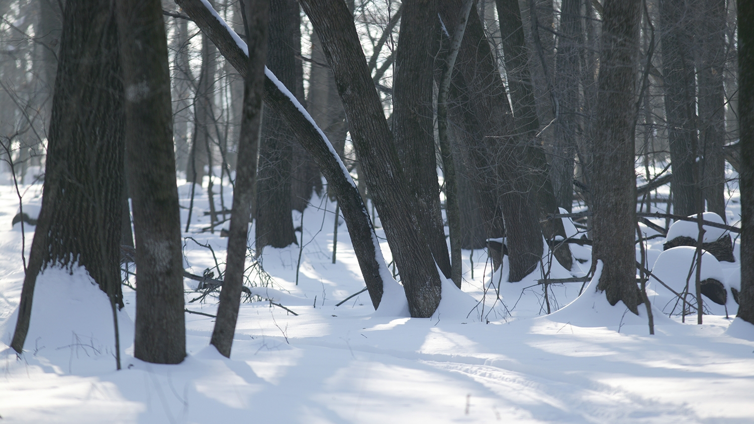 snowy deciduous trees