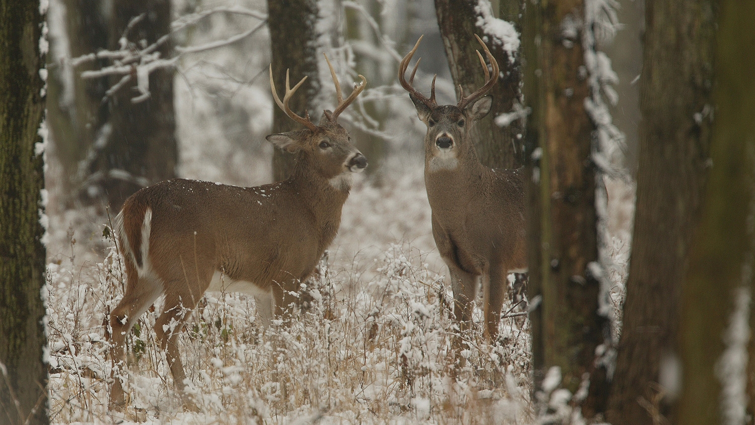 two white-tailed bucks in a snowy forest