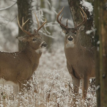 two white-tailed deer bucks in the snow