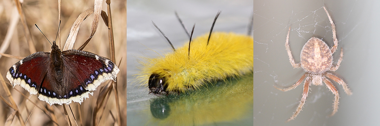 mourning cloak, American dagger, orb spider
