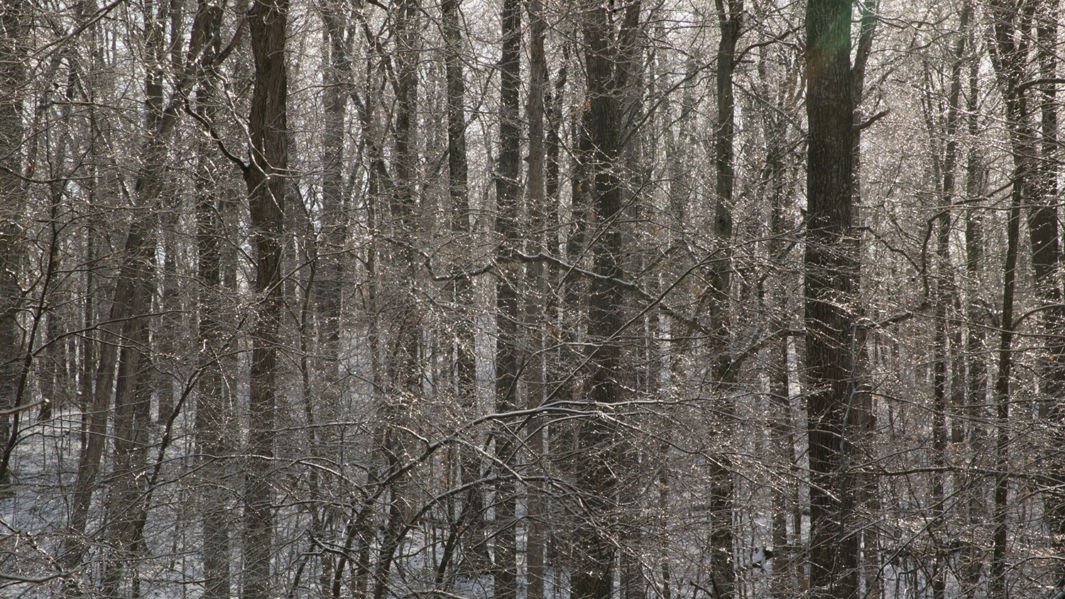 forest in winter