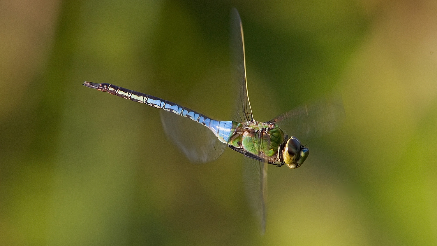 Common Green Darner male