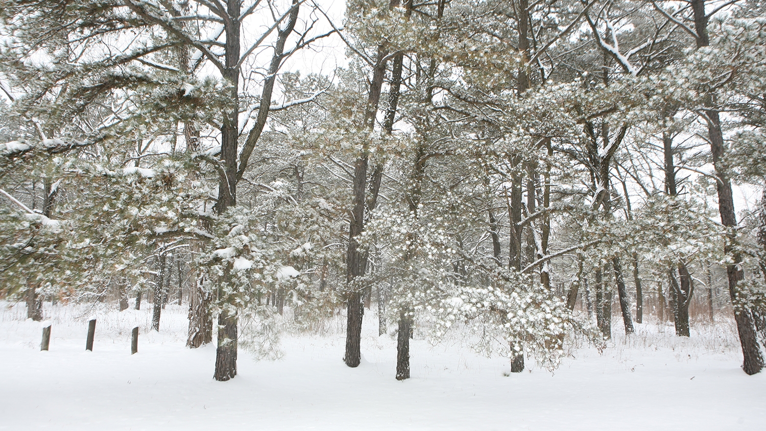 snow-covered evergreen trees