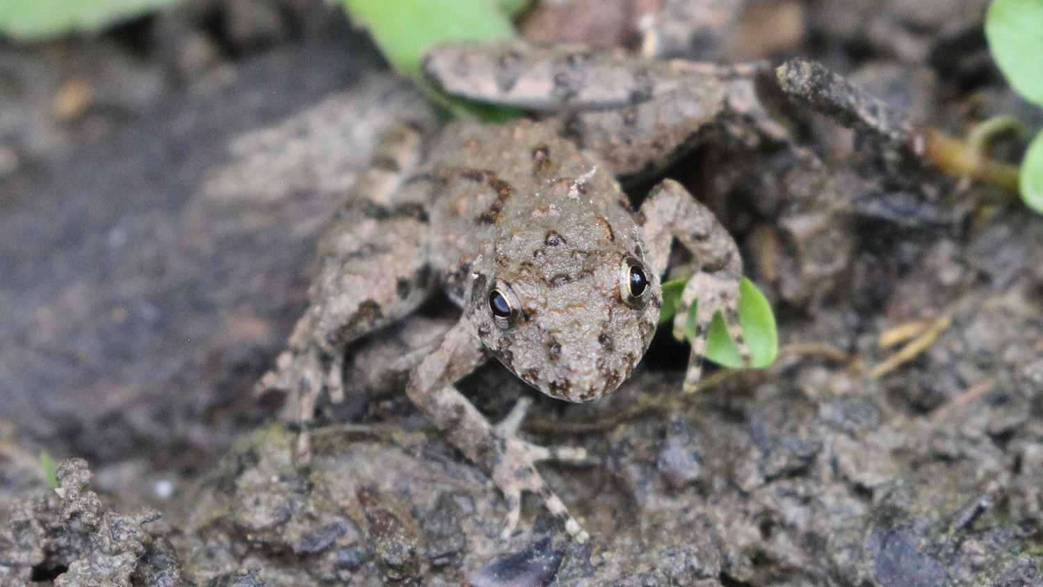 cricket frog
