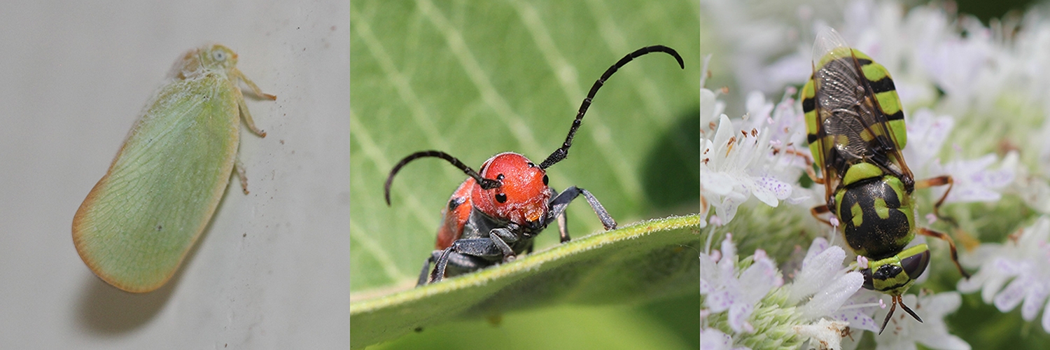 planthopper, beetle, soldier fly