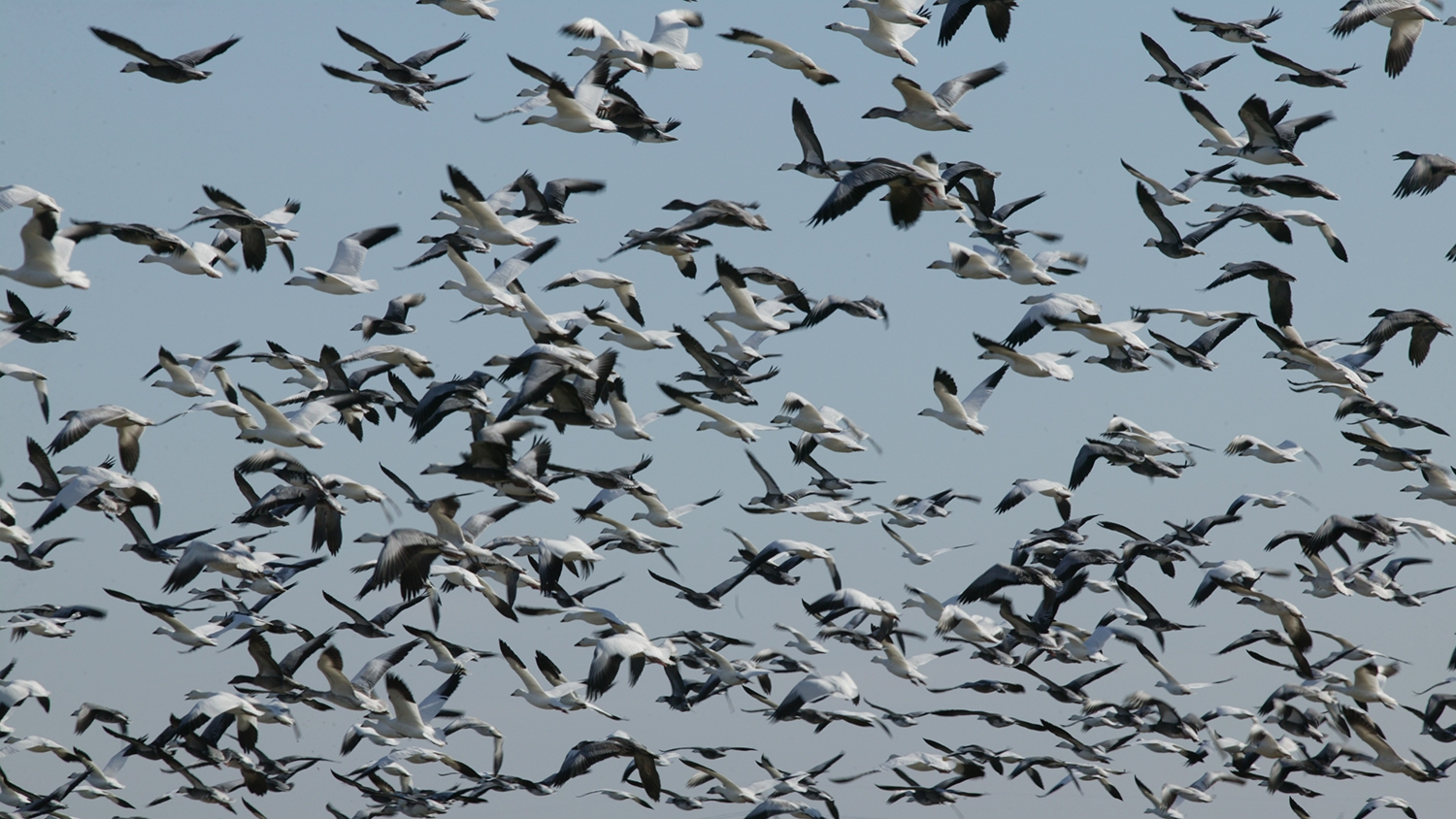 snow geese flying