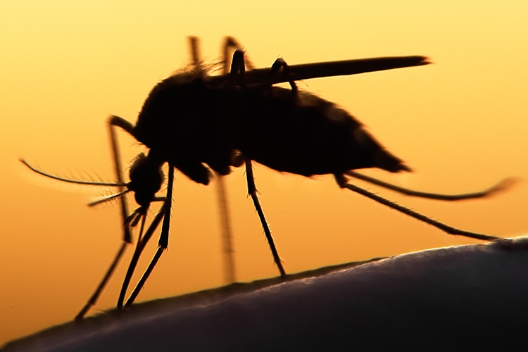 mosquito on human skin at sunset