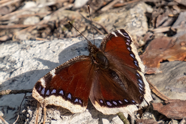 Close-up of upperside of large butterfly Mourning cloak or Camberwell beauty (Nymphalis antiopa) with dark maroon wings and ragged yellow edges and blue spots