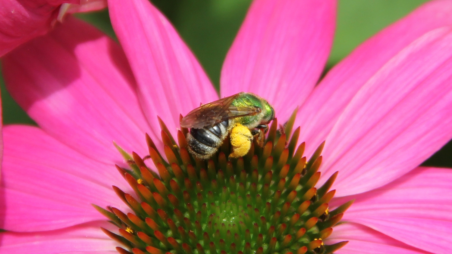 small native bee on purple coneflower