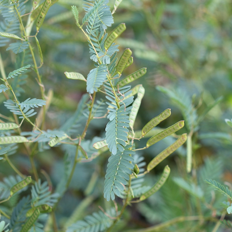 Partridge Pea seedheads on plant